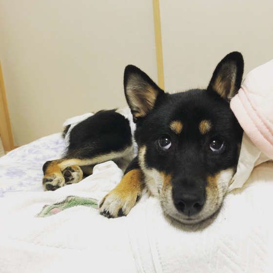 おやすみなさい、また明日！