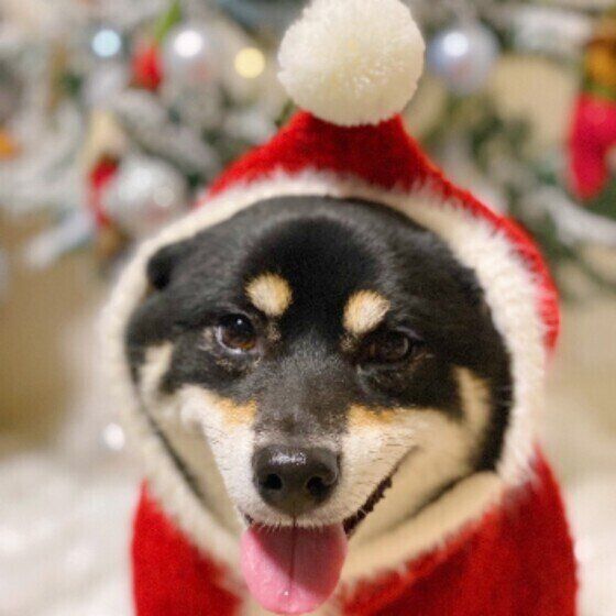 年末年始は愛犬の思わぬトラブルが起こりやすい？ 飼い主にできる予防法 いぬのきもち