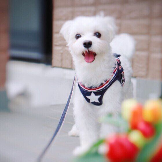 お散歩するマルチーズ