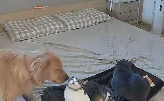 ちま吉ちゃんに顔を近づけるれも吉ちゃん