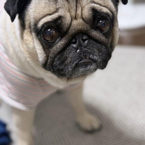 おやつをほしがっているパグ