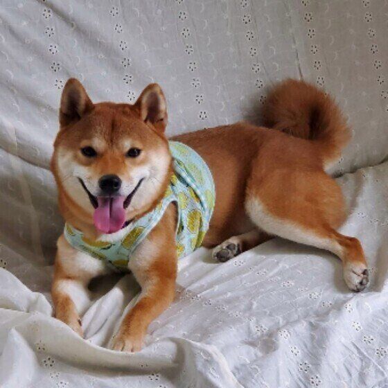 柴の弾十郎ちゃん