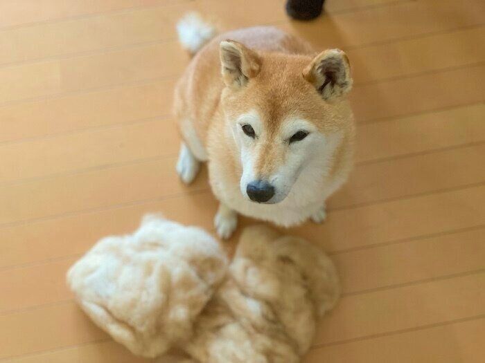 柴犬の抜け毛