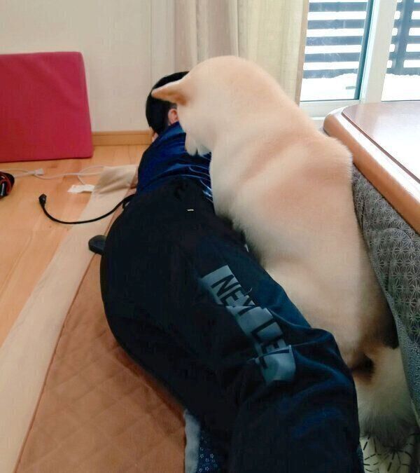 狭い隙間に体をねじ込むしろ子ちゃん