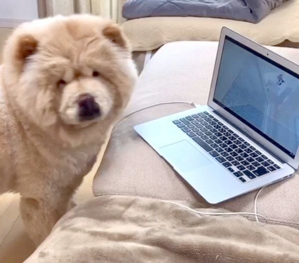 猫を探すくり蔵くん