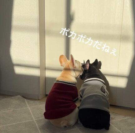 日向ぼっこをするきなこちゃんとあんこちゃん