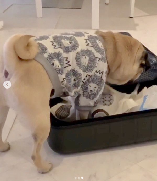 スーツケースをホリホリするパグ