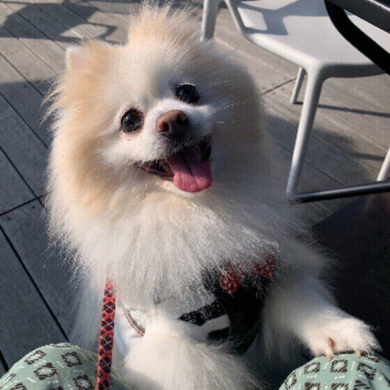 目でチラリと合図する？ 犬の「目配せ」を使ったコミュニケーション術とは いぬのきもち