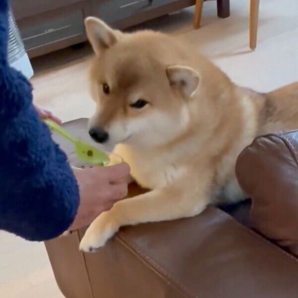 ソファでごはんを食べるスタイルのマヤちゃん