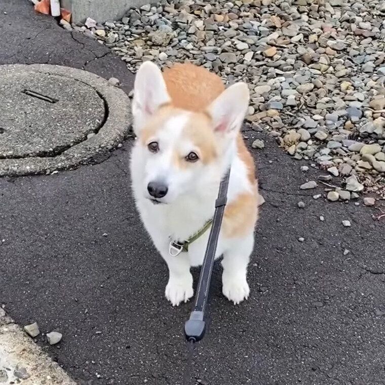 浮かない顔のノエちゃん
