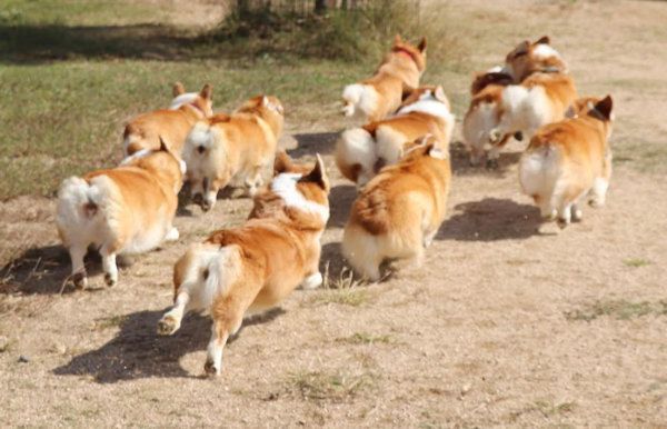 たくさん集まるコーギー