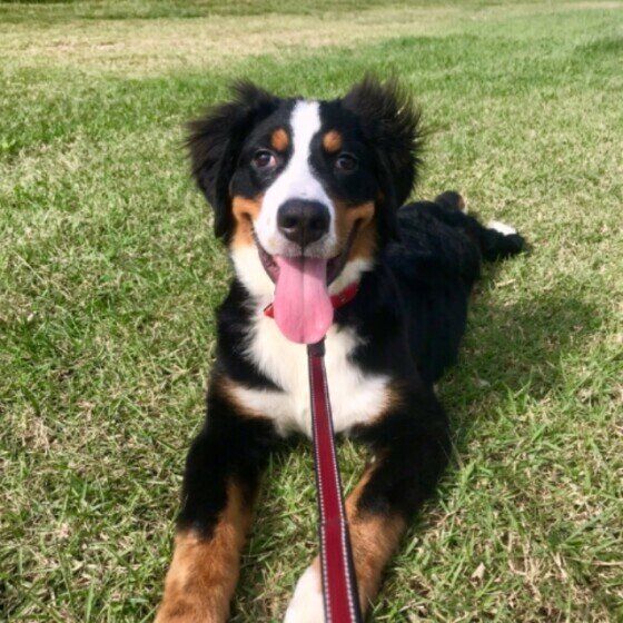 バーニーズ・マウンテン・ドッグのウィルちゃん