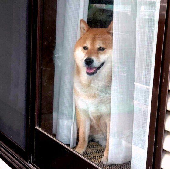 飼い主を見送る柴犬