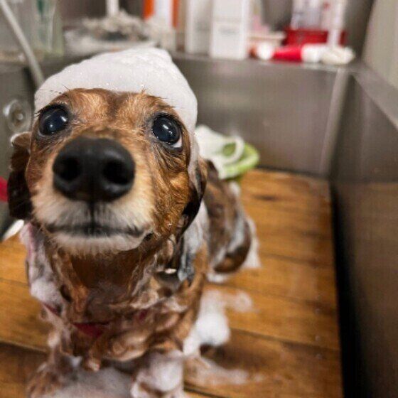 犬の体のベタつきを予防する方法 いぬのきもち 