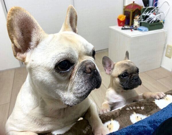 お菓子を食べるパパさんを見つめる小次郎くんと高虎くん