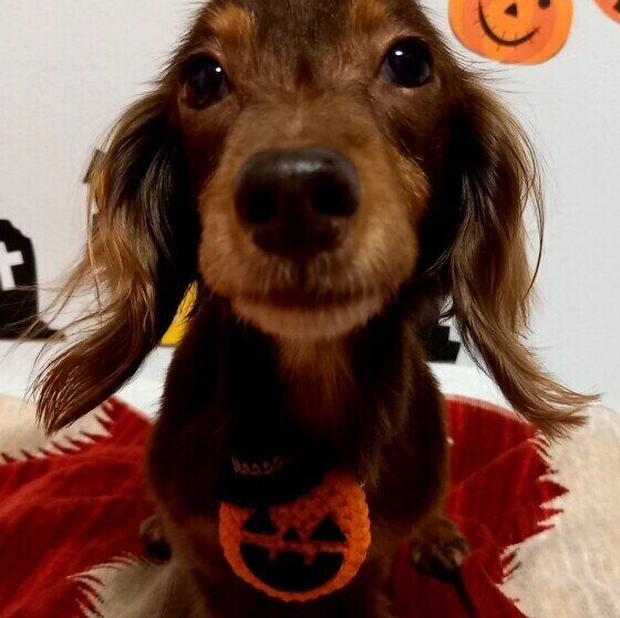 ハロウィンかぼちゃのネックレスをつけて座り、正面を向いている茶色のミニチュア・ダックスフンド
