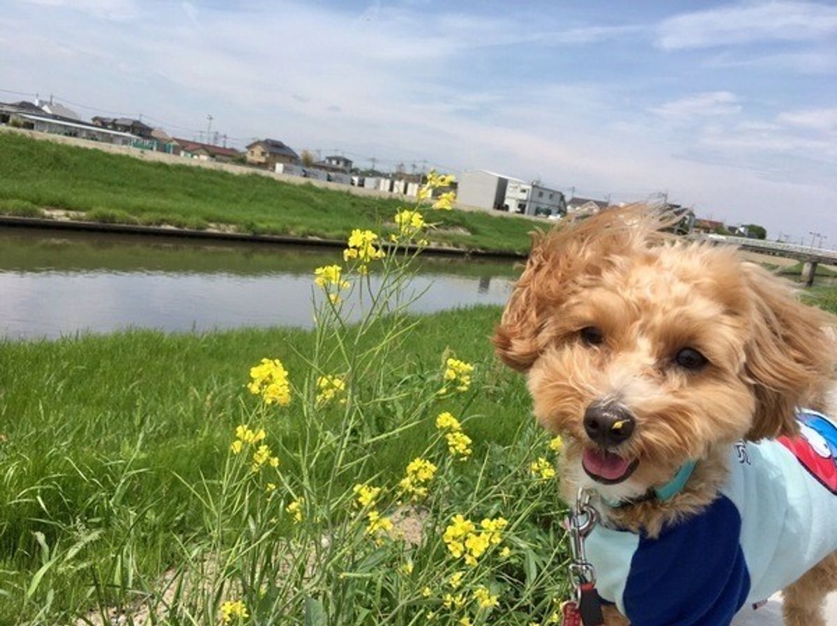 春は犬も恋の季節 犬の発情期は 愛犬の行動にも注意が必要 いぬのきもちweb Magazine 春は犬も恋の季節 犬の発情期は 愛犬の行動にも注意が必要 いぬのきもちweb Magazine