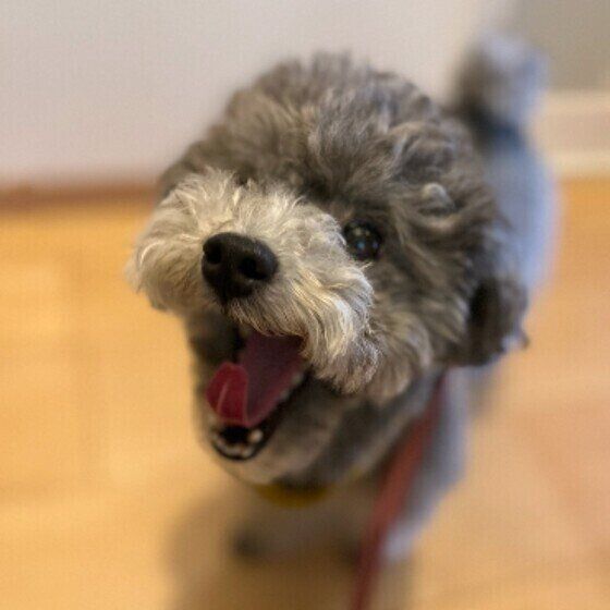 口を開けるトイ・プードル