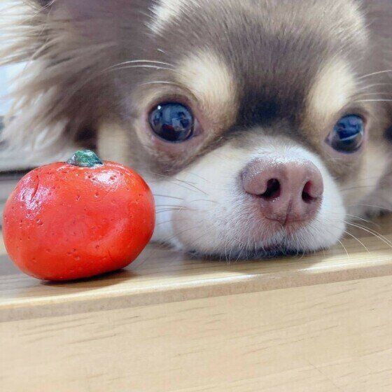 獣医師監修 犬にトマトを与えるときは注意が必要 与えるメリットとデメリットを解説 いぬのきもちweb Magazine