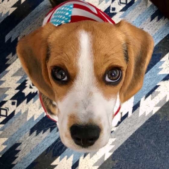 上目遣いをするビーグル