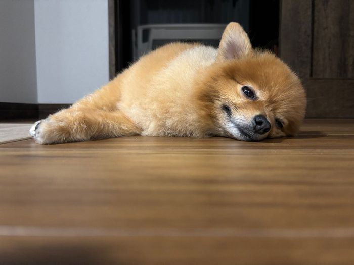 眠そうなぽぽちゃん。