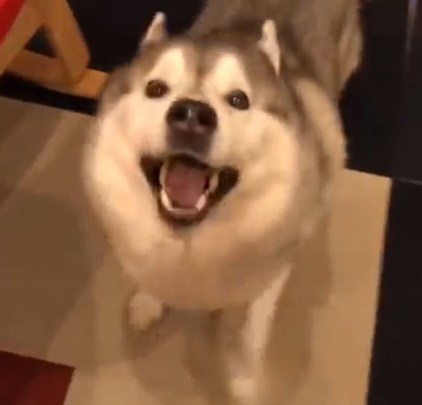 はしゃぐシベリアン・ハスキー