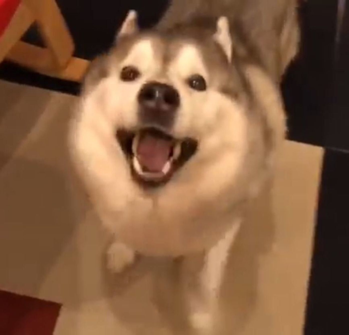 飼い主さんが大好きすぎるハスキー テンションが高すぎて いぬのきもちweb Magazine 飼い主さんが大好きすぎるハスキー テンションが高すぎて いぬのきもちweb Magazine