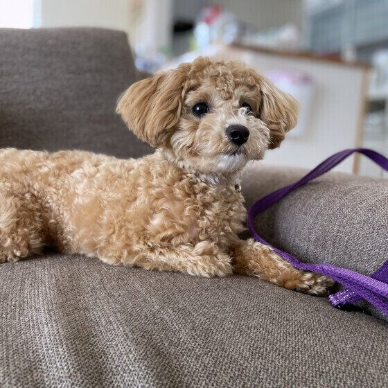 大雨や雷、台風の日は愛犬と家でどう過ごす? 外に出ることができない日の過ごし方 いぬのきもち