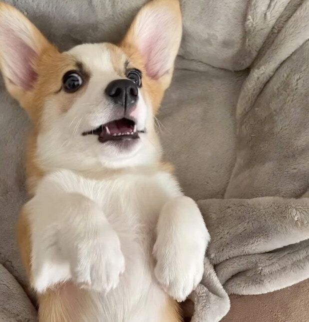 どんな人にも「遊んで~」とアピールしちゃうトニくん