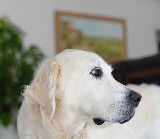 ゴールデン・レトリーバー