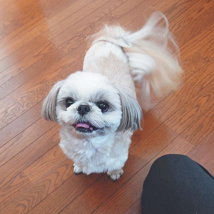 夫の帰宅時は大騒ぎ！