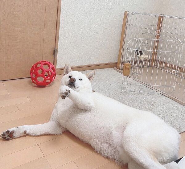 寝転がるもち吉くん