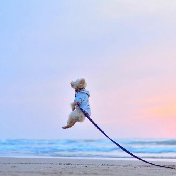 跳躍力がすごいトイ・プードル