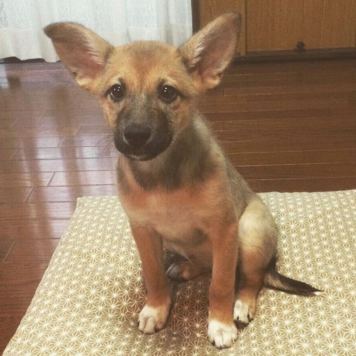 生後3カ月のころのこむぎちゃん