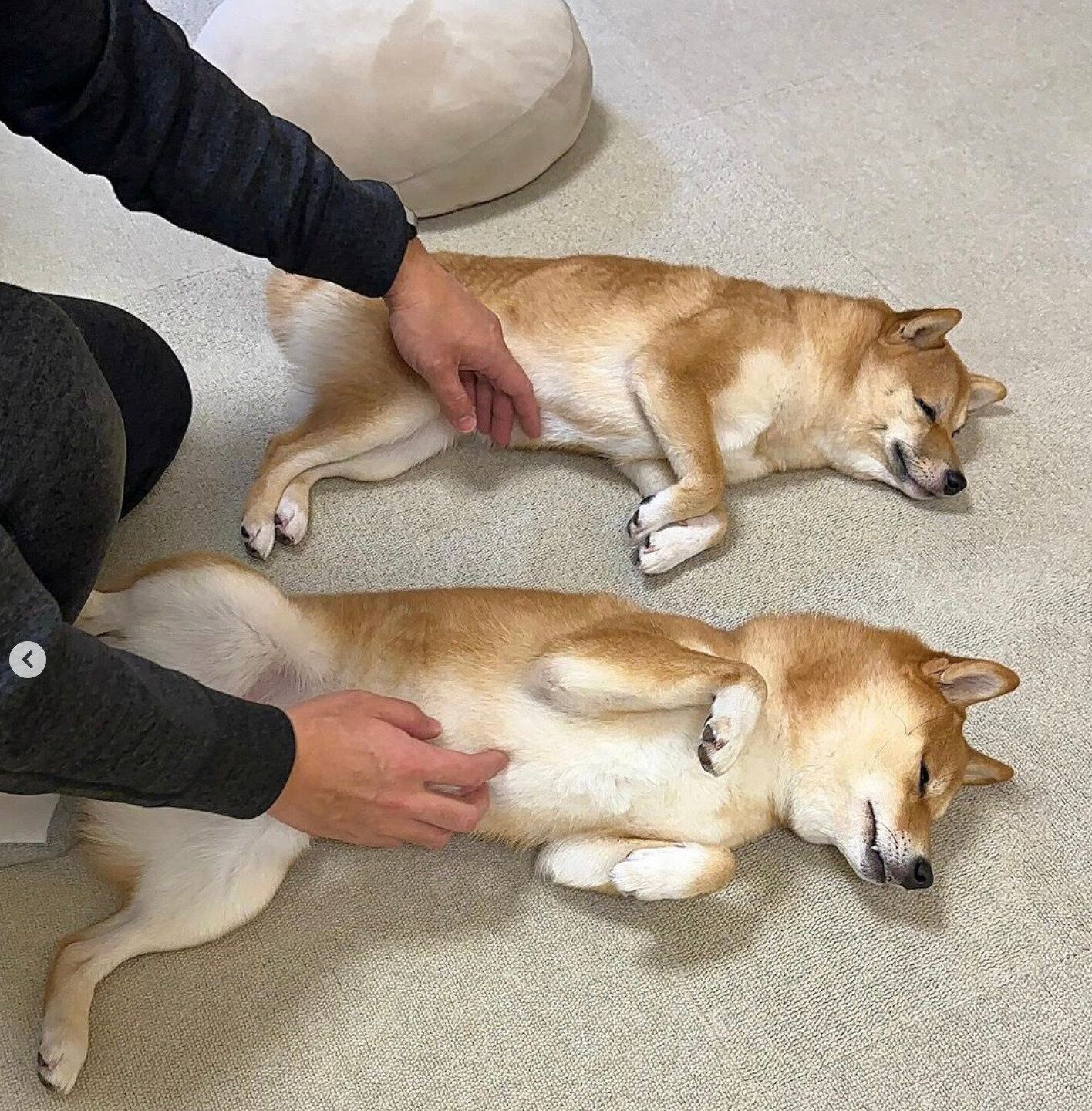 お腹をなでてもらうはなちゃん、まるちゃん