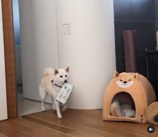 足拭きシートを運ぶしらたまちゃん