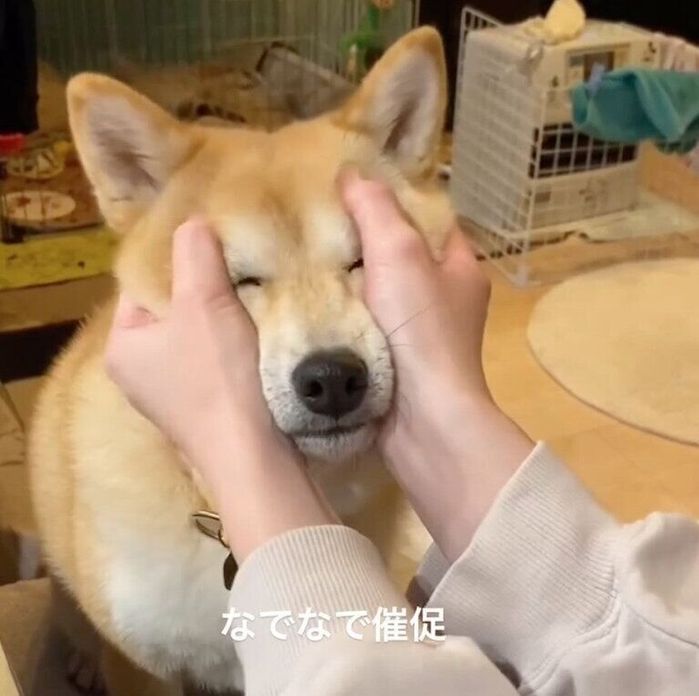 飼い主さんになでてもらうこむぎちゃん