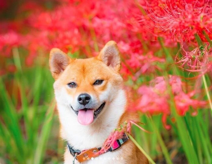 笑顔が可愛いむぎちゃん