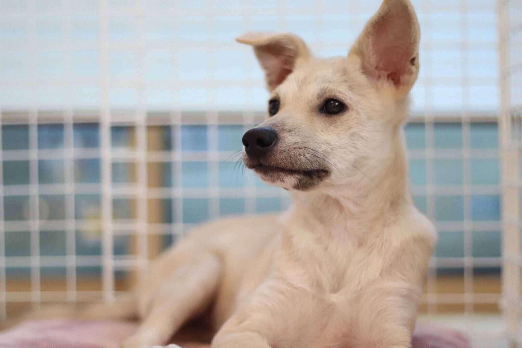 周囲を見渡す子犬時代のらむねちゃん