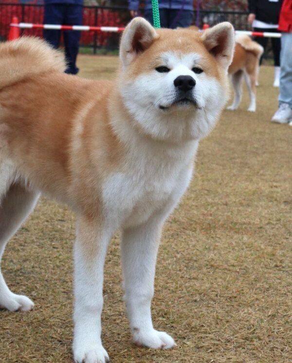 おとなっぽい表情をするむう太くん