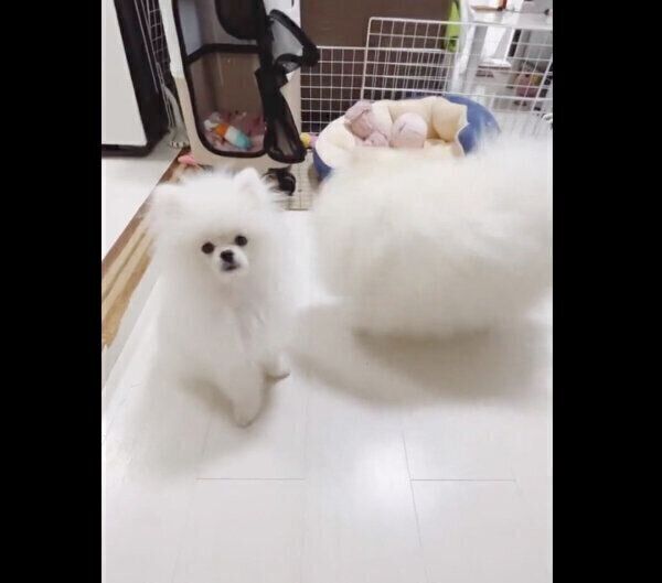 オスワリの練習をするあんにんくんと、できるアピールをするおこめくん