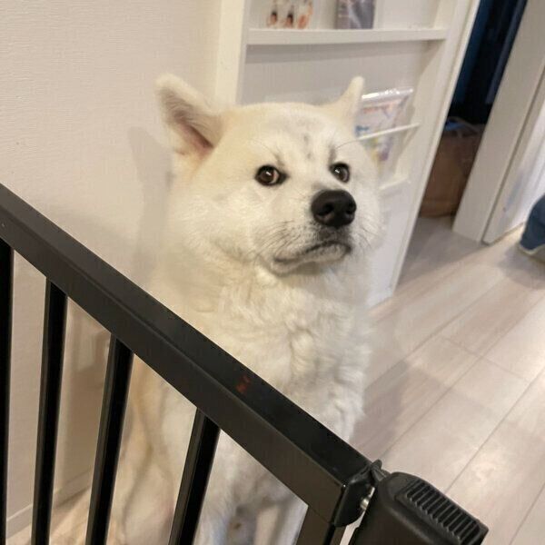 カメラをじっと見る凛太郎くん