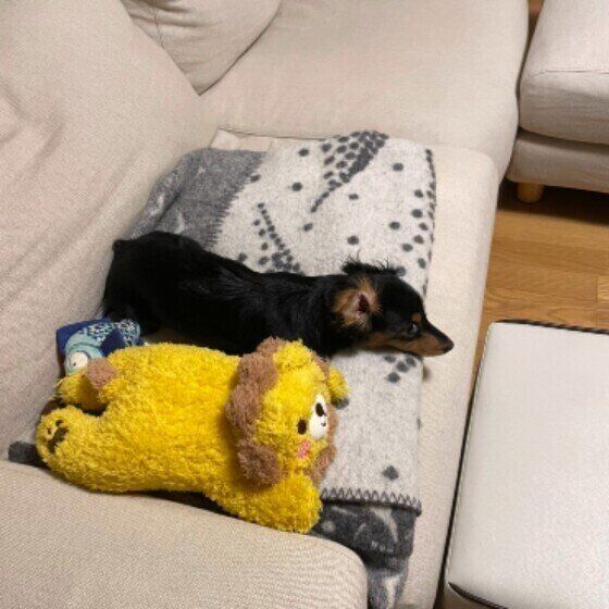 寒い冬は散歩の質を上げて犬の充実感を高めよう 