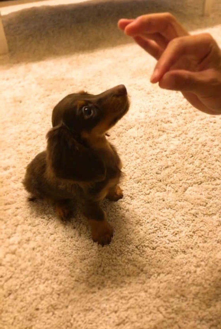犬にバカにされているのは飼い主のせい 犬のわがままな行動とは いぬのきもちweb Magazine 犬にバカにされているのは飼い主のせい 犬のわがままな行動とは いぬのきもちweb Magazine