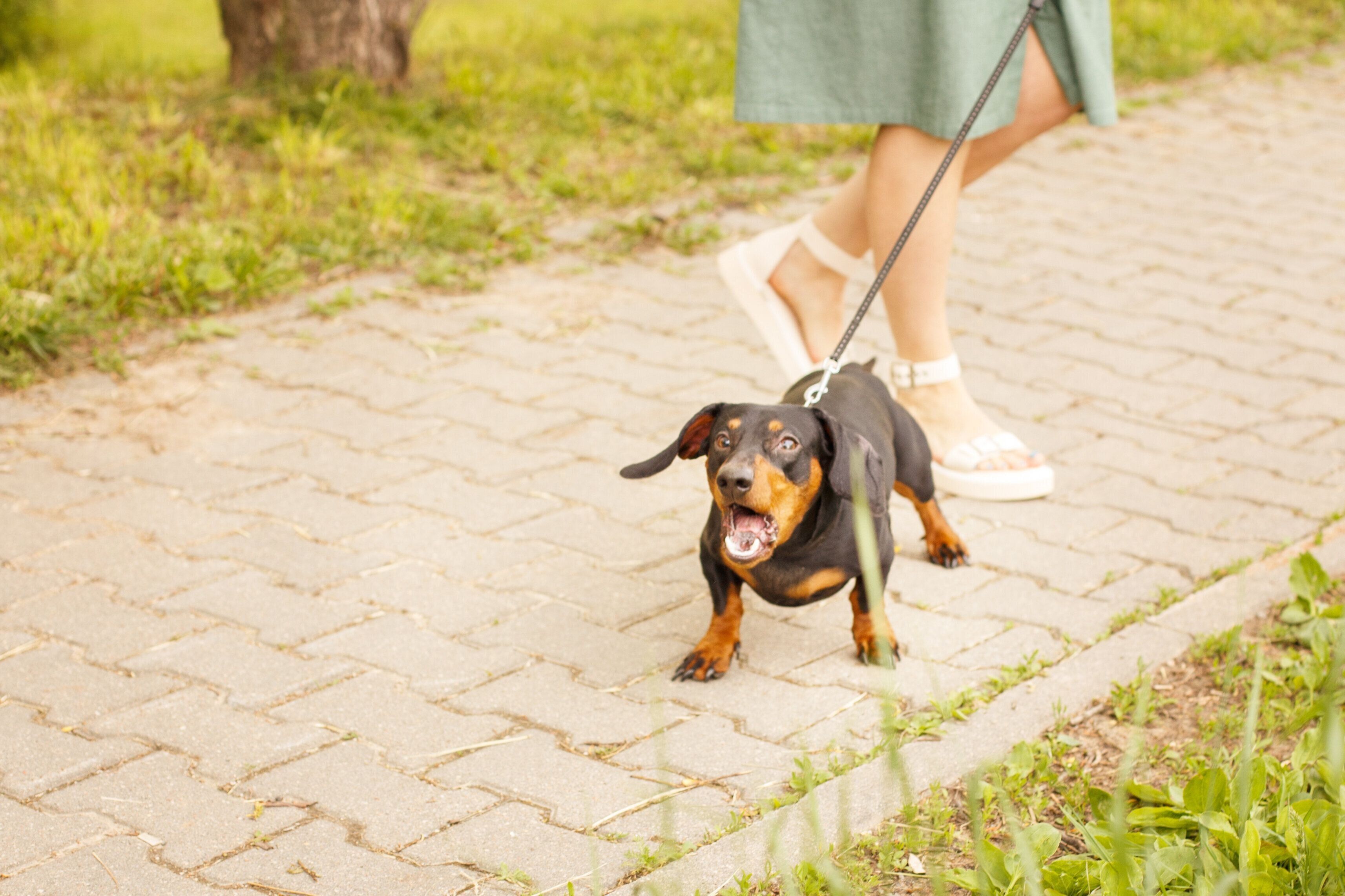 散歩中の犬