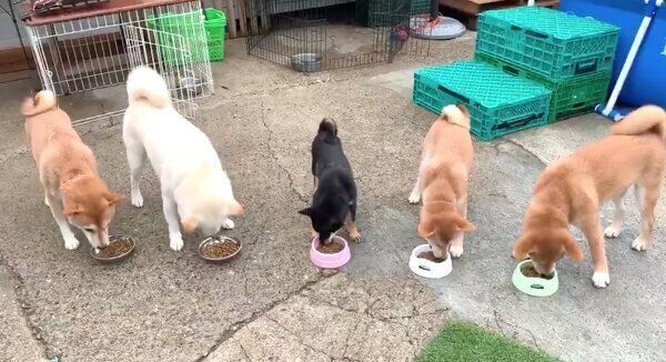 ごはんを食べる5匹の柴犬ファミリー