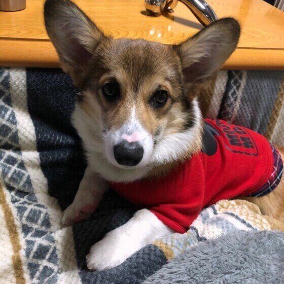 コーギーのダニエルちゃん