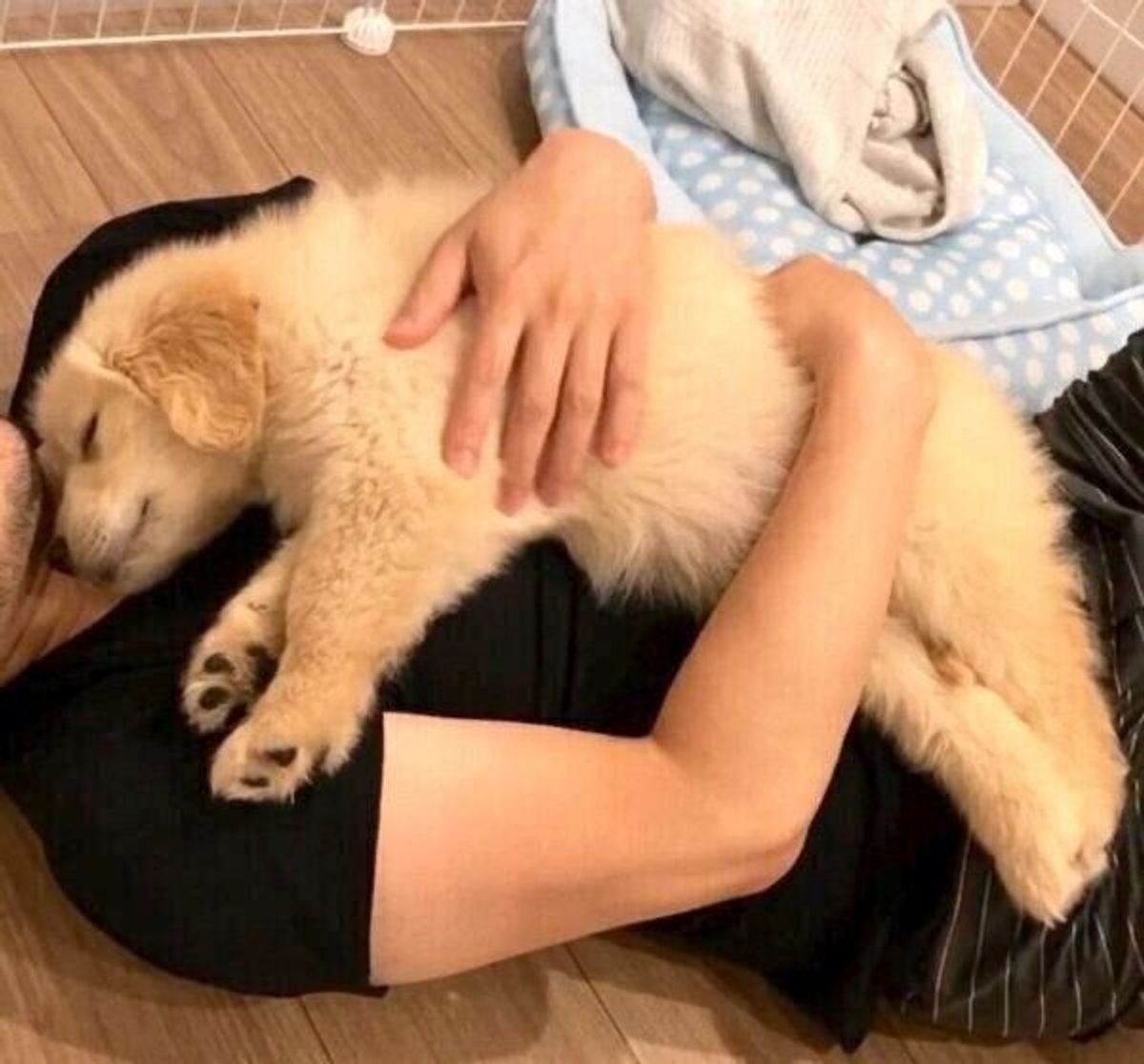 パパの上で眠る生後2カ月の子犬 7カ月後の成長した姿にホロッ 弟犬を迎えて新たな一面の発見も いぬのきもちweb Magazine