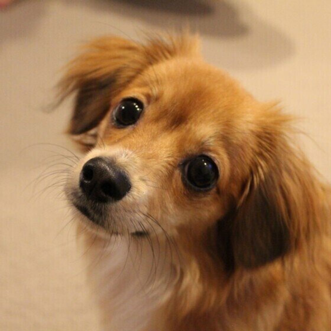 獣医師監修 犬にブルーベリーを与えるときは注意が必要 与えるメリットとデメリットを解説 いぬのきもちweb Magazine 獣医師監修 犬にブルーベリーを与えるときは注意が必要 与えるメリットとデメリットを解説 いぬのきもちweb Magazine