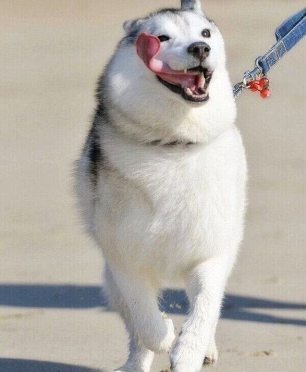 走るいろはちゃん